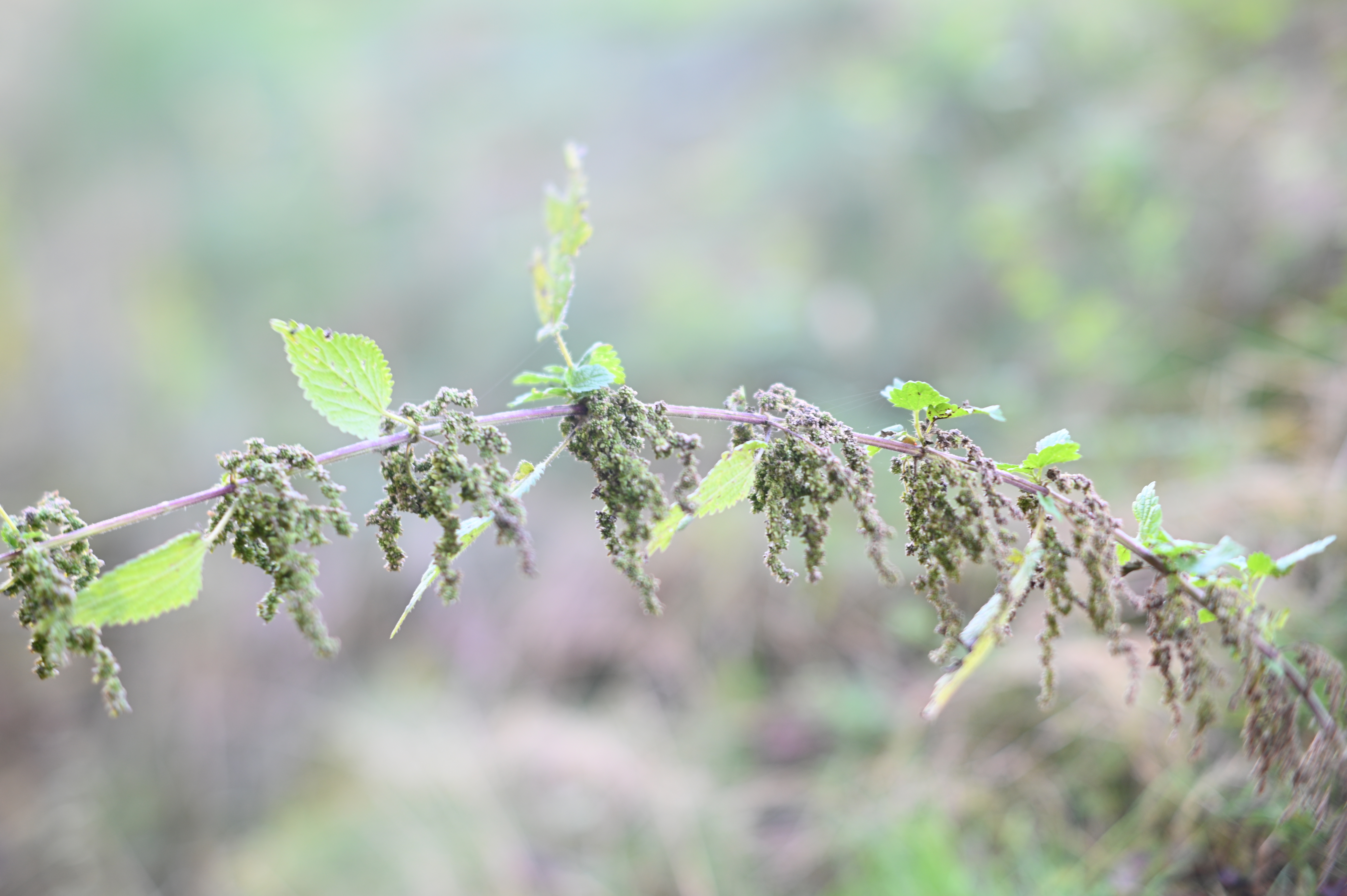 2025/10/18 - walk/DSC_0065.JPG